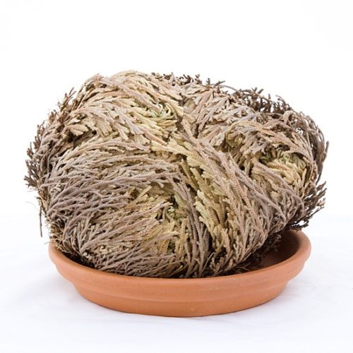 Rosa di Gerico AiBi Bomboniere solidali Amici dei Bambini