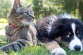 Bonus animali domestici 2022. Detrazioni fino a 550 euro di spese per curarli
