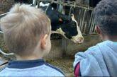 Fame di Mamma. Tra mucche, fieno e carriole. Il sabato in fattoria delle comunità mamma-bambino