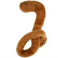 EBOLA
