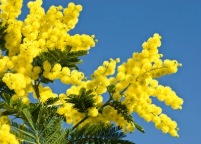 Closeup of ball shaped Mimosa flowers