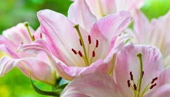 pink-lilies350