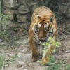 tigre